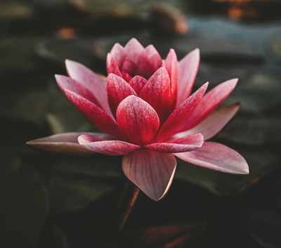 Chat on the Path - picture of lotus flower
