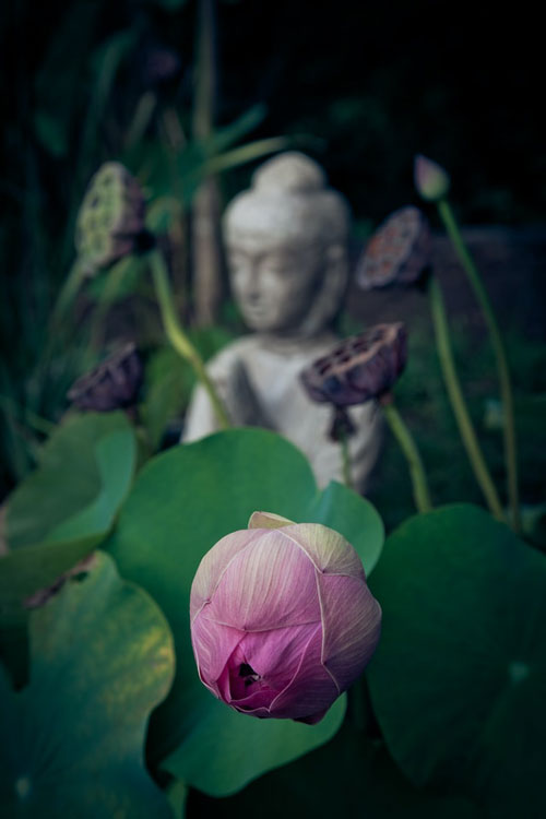 Buddha statue with flower